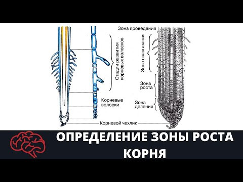 Определение зоны роста корня Опыт Определение зоны роста корня Опыт