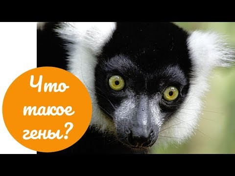 Что такое гены Что такое гены