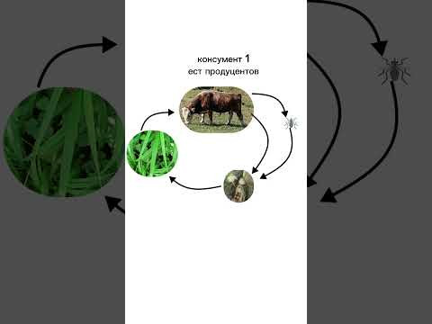 Круговорот веществ, пастбищная пищевая цепь #экология #биология
