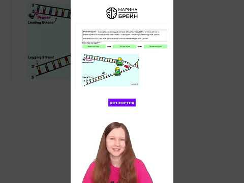Зачем клетка копирует ДНК тгк: Марина Брейн #егэ2027 #егэбиология
