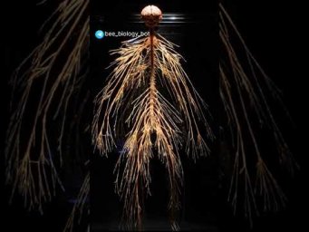 Разветвления периферичесокой нервной системы #биология #biology #анатомия
