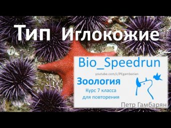 14. Иглокожие (Speedrun зоология 7 класс, ЕГЭ, ОГЭ 2021)