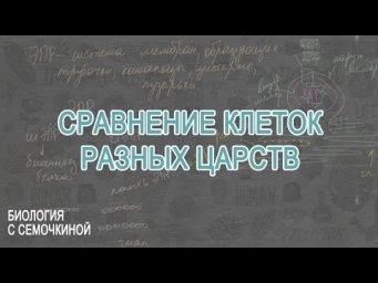 Сравнение клеток разных царств