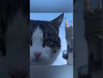 Ласточкины кошки