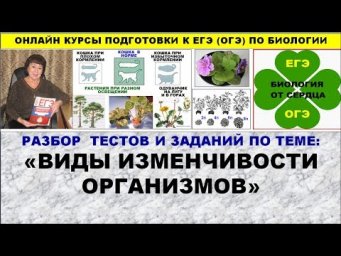 РАЗБОР ЗАДАНИЙ  И ТЕСТОВ ПО ИЗМЕНЧИВОСТИ ОРГАНИЗМОВ