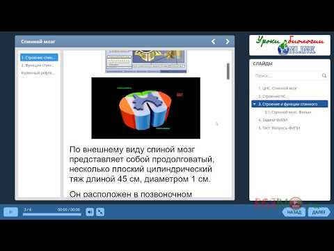 Центральная нервная система. Видеоуроки биологии на egebio.ru