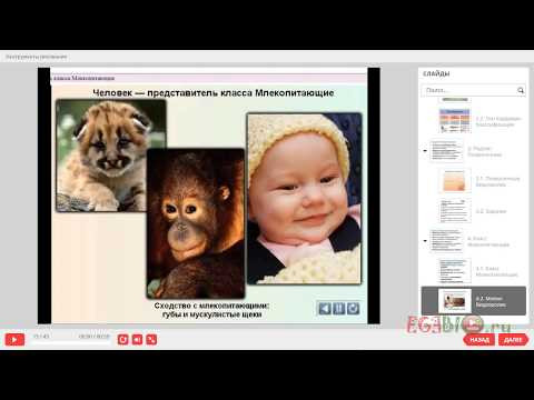 Систематическое положение человека. Видеоуроки биологии на egebio.ru