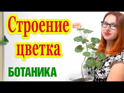 Строение цветка Строение цветка