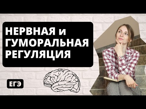 Нервная и гуморальная регуляция