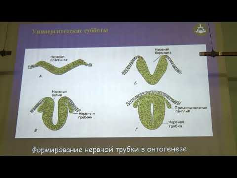 Обучение в животном мире как адаптация.  Огурцов С.В. 17.10.2015 edit