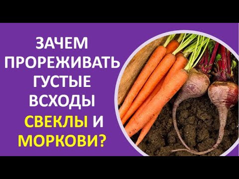 44. Зачем прореживать густые всходы свеклы и моркови?