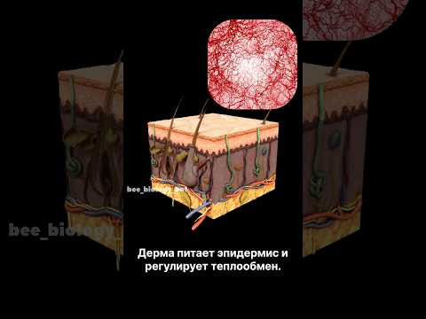 Кожа - это многослойная и многофункциональная система #биологияегэ #егэ2026 #анатомия