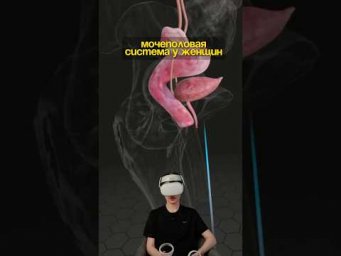 изучаем устройство мочеполовой системы✅#биология #сотка #егэбиология