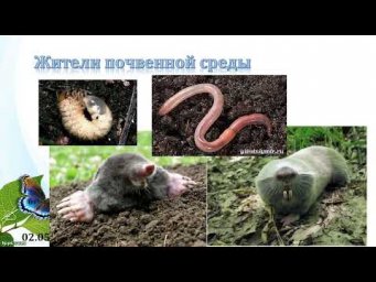 5 класс. Урок 3 мая 2022 года