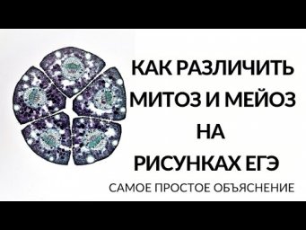 Как различить митоз и мейоз на ЕГЭ по рисунками (самое простое объяснение!)