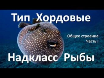 11.2 Рыбы часть I (7 класс) - биология, подготовка к ЕГЭ и ОГЭ 2019