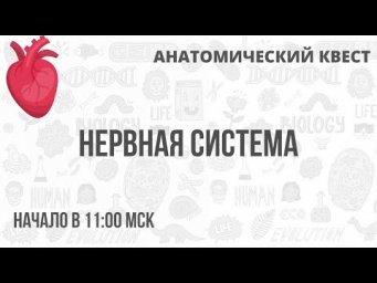 Анатомический Квест | Нервная система