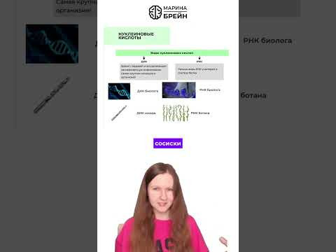 АТФ ОБЪЯСНЯЕМ НА СОСИСКАХ тгк: Марина Брейн #егэ2027 #егэбиология