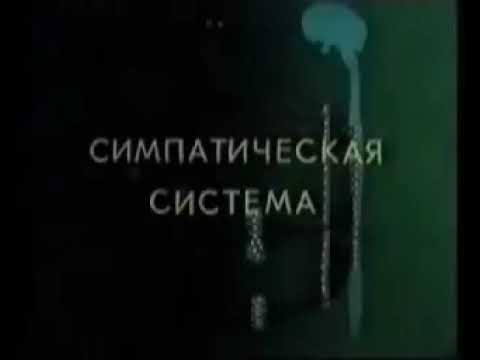 Вегетативная нервная система человека.