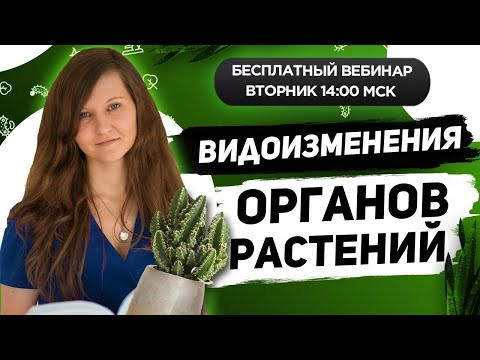 ВВИДОИЗМЕНЕНИЯ ОРГАНОВ РАСТЕНИЙ ВВИДОИЗМЕНЕНИЯ ОРГАНОВ РАСТЕНИЙ