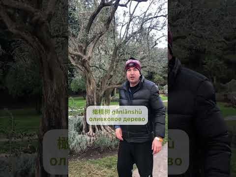 Парк оливок