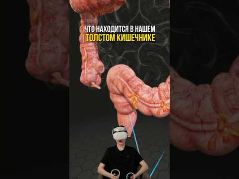 а ты знаешь, как устроен наш толстый кишечник? а ты знаешь, как устроен наш толстый кишечник?