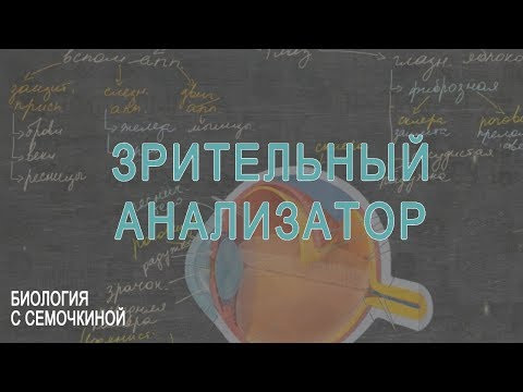 Зрительный анализатор