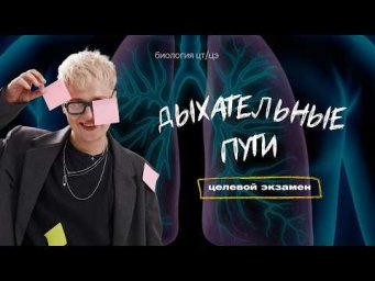 ДЫХАТЕЛЬНЫЕ ПУТИ. СТРОЕНИЕ ЛЕГКИХ | Целевой экзамен