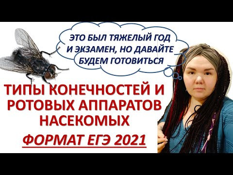 КОНЕЧНОСТИ И РОТОВЫЕ АППАРАТЫ НАСЕКОМЫХ | ЕГЭ БИОЛОГИЯ КОНЕЧНОСТИ И РОТОВЫЕ АППАРАТЫ НАСЕКОМЫХ | ЕГЭ БИОЛОГИЯ