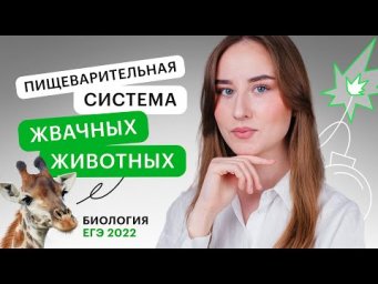 Пищеварительная система жвачных животных | Биология с Альбиной Амировой