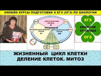 ЖИЗНЕННЫЙ ЦИКЛ КЛЕТКИ. МИТОЗ.
