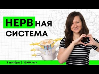 ВСЯ НЕРВНАЯ СИСТЕМА | ЕГЭ
