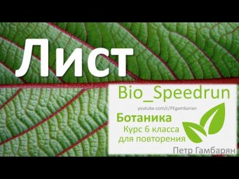6. Лист (Speedrun ботаника 6 класс, ЕГЭ, ОГЭ 2021)