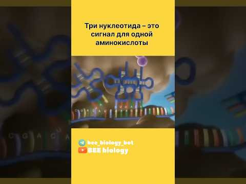 Синтез белков: транскрипция и трансляция - основа жизни #биологияегэ #егэбиология #сиртезбелка