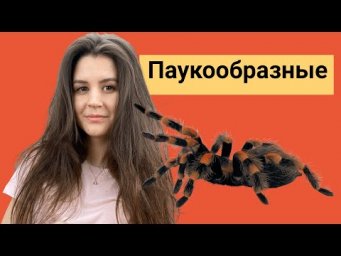 Паукообразные