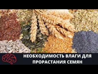 Необходимость влаги для прорастания семян Опыт
