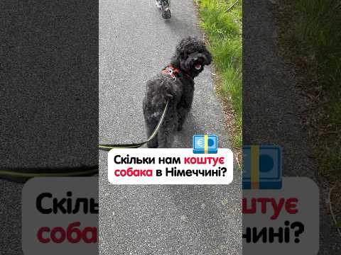 Скільки нам коштує собака в Німеччині? #німецька #німецькамова #вчительукраїнської #німецькаонлайн Скільки нам коштує собака в Німеччині? #німецька #німецькамова #вчительукраїнської #німецькаонлайн