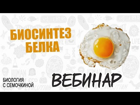 Вебинар | Биосинтез белка Вебинар | Биосинтез белка