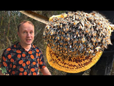 ✅Нашли УЛЕЙ свирепых КОРОЛЕВСКИХ ПЧЁЛ ✅Нашли УЛЕЙ свирепых КОРОЛЕВСКИХ ПЧЁЛ