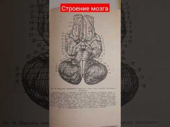 Стволовая часть мозга и нижняя поверхность мозжечка #shortsvideo