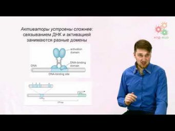 Регуляция работы генов. Регуляция транскрипции у эукариот. Часть 1 (без музыки)