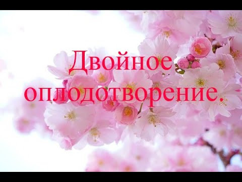 Двойное оплодотворение покрытосеменных. Подготовка ЕГЭ. Двойное оплодотворение покрытосеменных. Подготовка ЕГЭ.