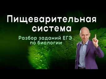 Пищеварительная система, большой вебинар