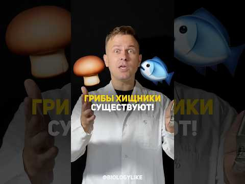 Грибы рыбаки - грибы охотники?! 