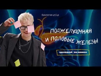 ПОДЖЕЛУДОЧНАЯ ЖЕЛЕЗА. ПОЛОВЫЕ ЖЕЛЕЗЫ | Целевой экзамен