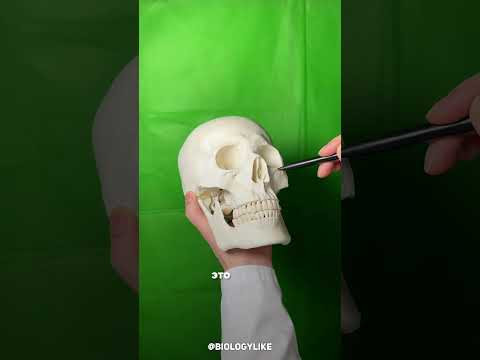 Зачем нужны отверстия в черепе? Зачем нужны отверстия в черепе?