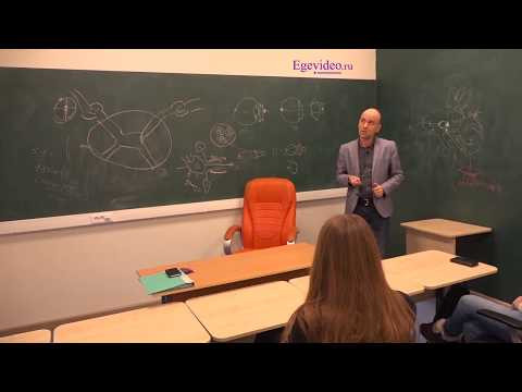 Функциональная классификация нервной системы