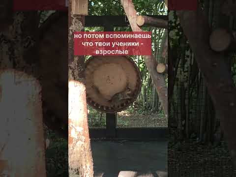 бесплатная неделя испанского для начинающих. ссылка в шапке канала #испанскийонлайн бесплатная неделя испанского для начинающих. ссылка в шапке канала #испанскийонлайн