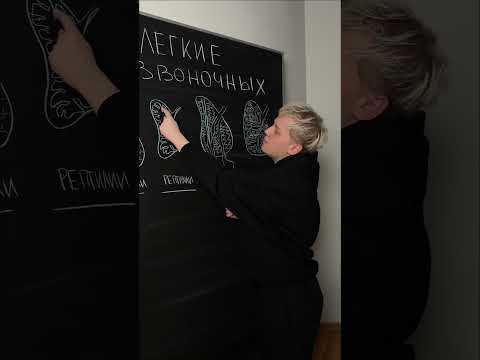Легкие позвоночных | Биология с Яном