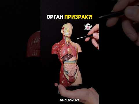Селезенка - орган призрак?! 